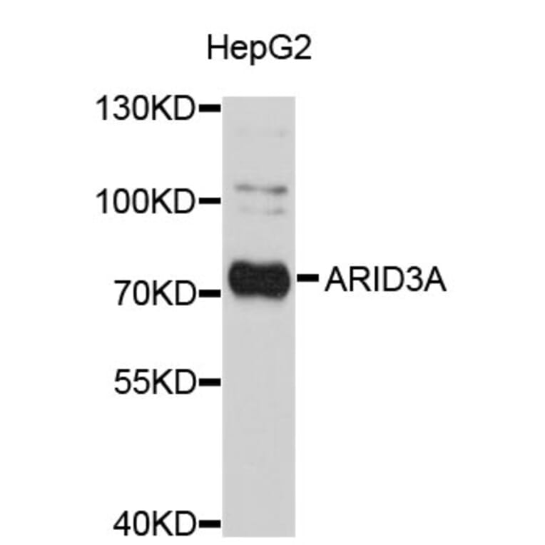 Western Blot - Anti-ARID3A Antibody (A3837) - Antibodies.com