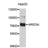 Western Blot - Anti-ARID3A Antibody (A3837) - Antibodies.com