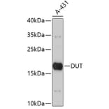 Western Blot - Anti-DUT Antibody (A3840) - Antibodies.com