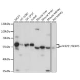 Western Blot - Anti-FKBP51 Antibody (A9309) - Antibodies.com