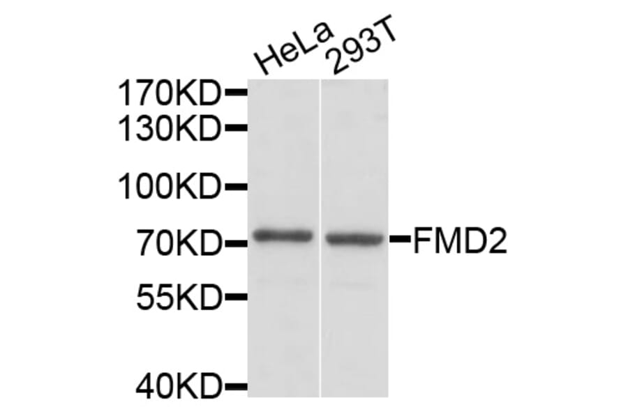 Western Blot - Anti-FMO2 Antibody (A3864) - Antibodies.com