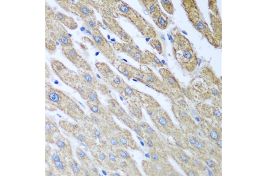 Immunohistochemistry - Anti-FUT6 Antibody (A9312) - Antibodies.com
