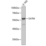 Western Blot - Anti-GATM Antibody (A3878) - Antibodies.com
