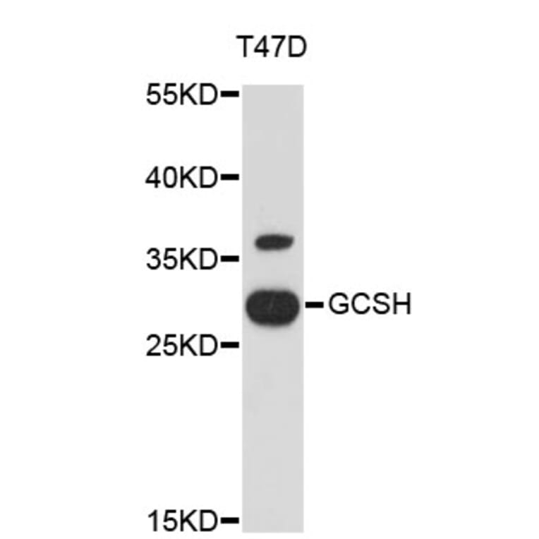 Western Blot - Anti-GCSH Antibody (A3880) - Antibodies.com