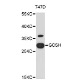 Western Blot - Anti-GCSH Antibody (A3880) - Antibodies.com