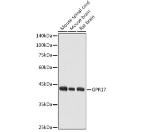 Western Blot - Anti-GPCR GPR17 Antibody (A9318) - Antibodies.com