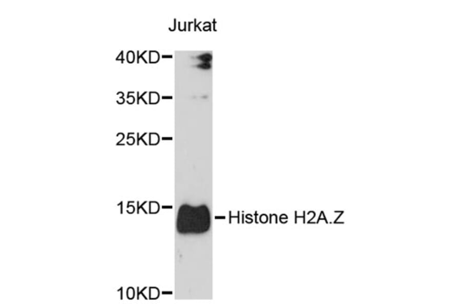 Western Blot - Anti-Histone H2A.Z Antibody (A3907) - Antibodies.com