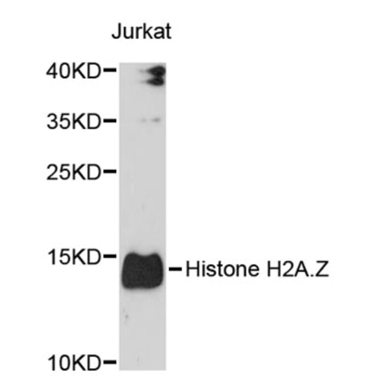 Western Blot - Anti-Histone H2A.Z Antibody (A3907) - Antibodies.com
