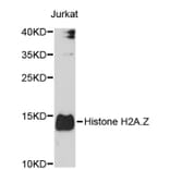 Western Blot - Anti-Histone H2A.Z Antibody (A3907) - Antibodies.com