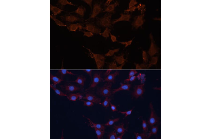 Immunofluorescence - Anti-HMGCS1 Antibody (A9326) - Antibodies.com