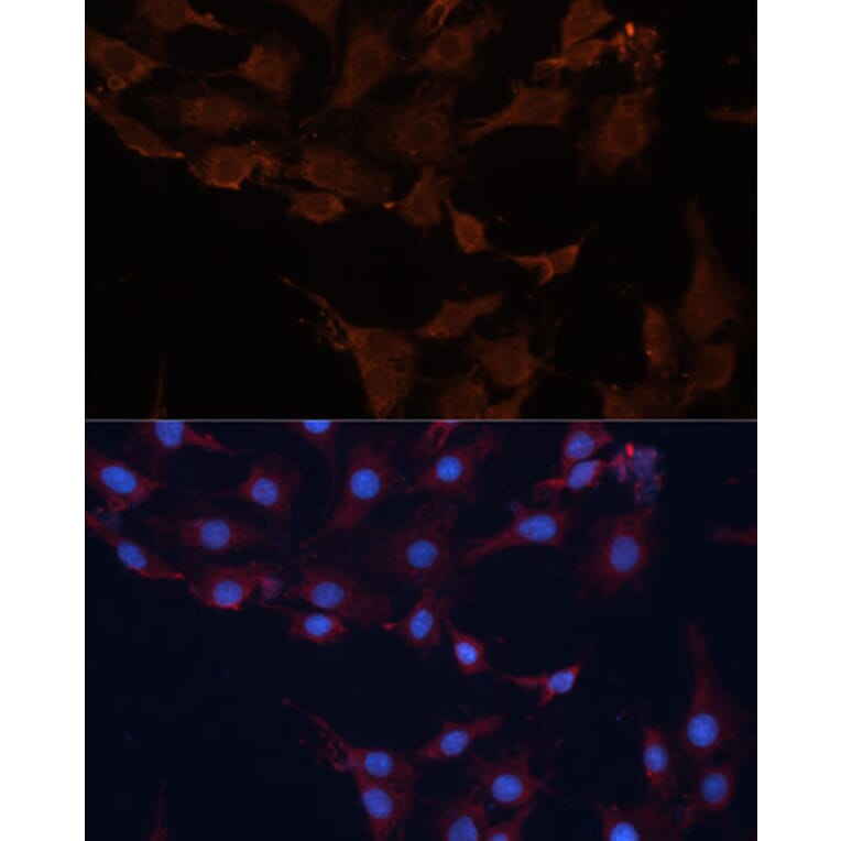 Immunofluorescence - Anti-HMGCS1 Antibody (A9326) - Antibodies.com