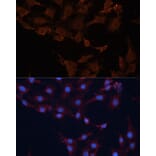 Immunofluorescence - Anti-HMGCS1 Antibody (A9326) - Antibodies.com