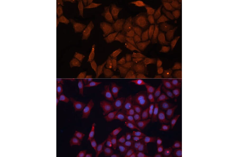 Immunofluorescence - Anti-HMGCS1 Antibody (A9326) - Antibodies.com