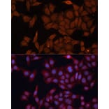 Immunofluorescence - Anti-HMGCS1 Antibody (A9326) - Antibodies.com