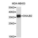 Western Blot - Anti-DNAJB2 Antibody (A3919) - Antibodies.com