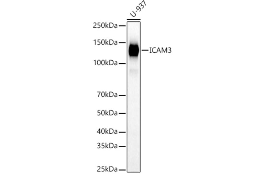Western Blot - Anti-ICAM3 Antibody (A9331) - Antibodies.com