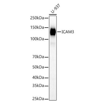 Western Blot - Anti-ICAM3 Antibody (A9331) - Antibodies.com
