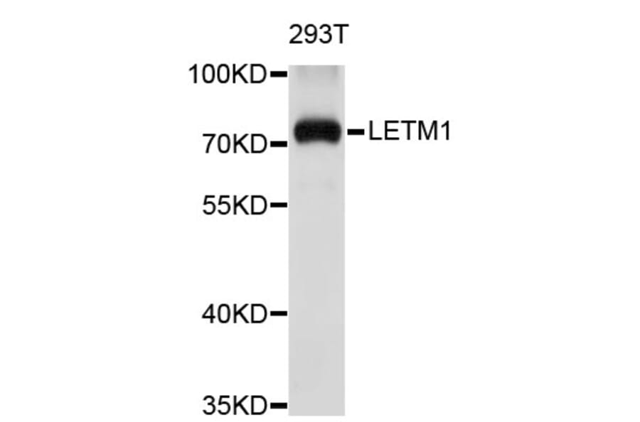 Western Blot - Anti-LETM1 Antibody (A3945) - Antibodies.com