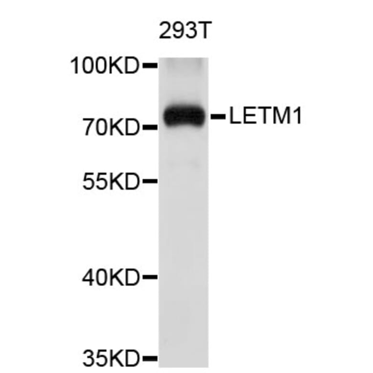 Western Blot - Anti-LETM1 Antibody (A3945) - Antibodies.com