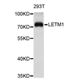 Western Blot - Anti-LETM1 Antibody (A3945) - Antibodies.com