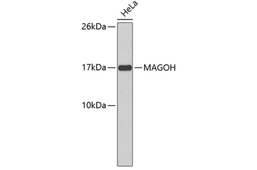 Western Blot - Anti-MAGOH Antibody (A3953) - Antibodies.com