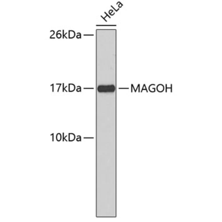 Western Blot - Anti-MAGOH Antibody (A3953) - Antibodies.com