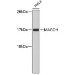 Western Blot - Anti-MAGOH Antibody (A3953) - Antibodies.com