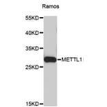 Western Blot - Anti-METTL1 Antibody (A3958) - Antibodies.com