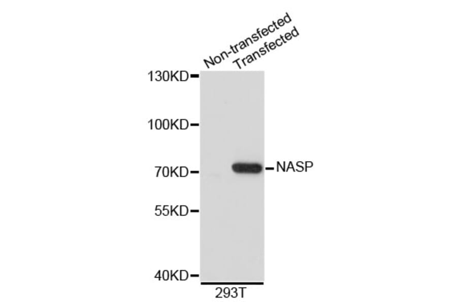 Western Blot - Anti-NASP Antibody (A3972) - Antibodies.com