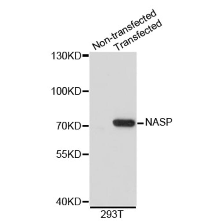 Western Blot - Anti-NASP Antibody (A3972) - Antibodies.com