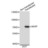 Western Blot - Anti-NASP Antibody (A3972) - Antibodies.com