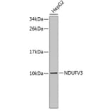 Western Blot - Anti-NDUFV3 Antibody (A3986) - Antibodies.com