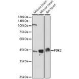 Western Blot - Anti-PDK2 Antibody (A9351) - Antibodies.com