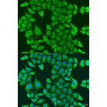 Immunofluorescence - Anti-PDK2 Antibody (A9351) - Antibodies.com