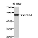 Western Blot - Anti-SERPINA4 Antibody (A4019) - Antibodies.com