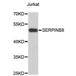 Western Blot - Anti-SERPINB8 Antibody (A4020) - Antibodies.com