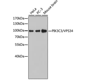 Western Blot - Anti-VPS34 Antibody (A9355) - Antibodies.com