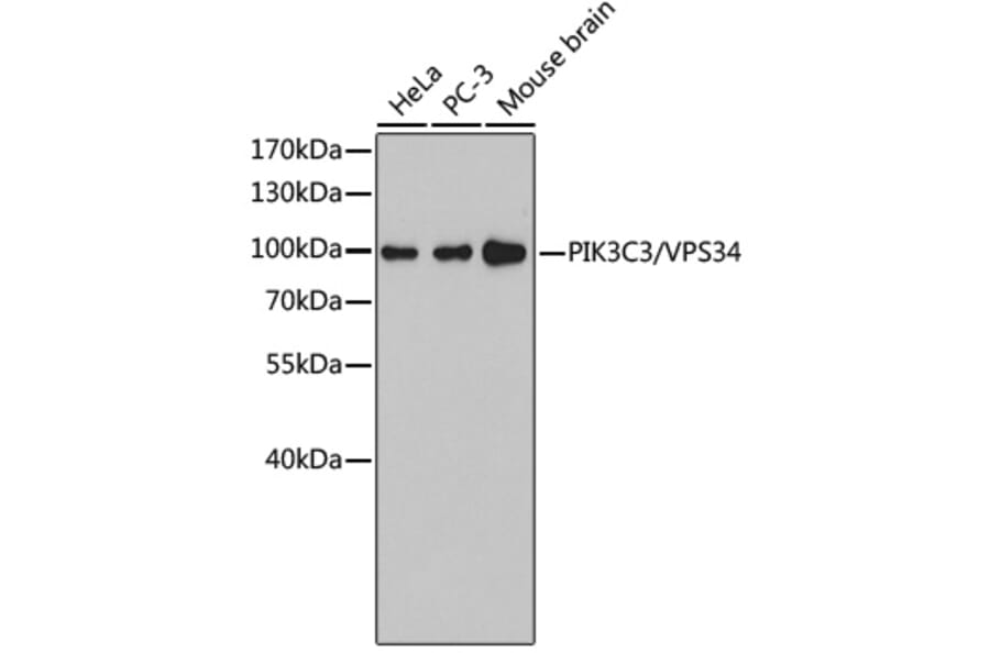 Western Blot - Anti-VPS34 Antibody (A9355) - Antibodies.com