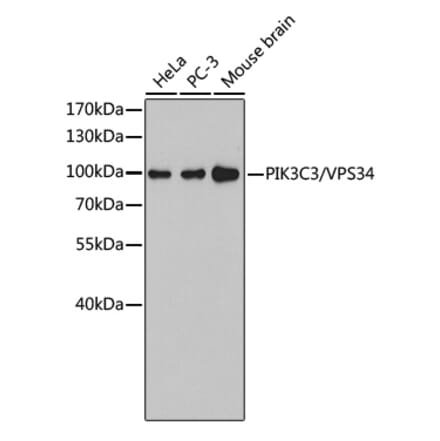 Western Blot - Anti-VPS34 Antibody (A9355) - Antibodies.com