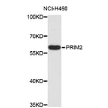 Western Blot - Anti-PRIM2 Antibody (A4041) - Antibodies.com