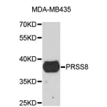 Western Blot - Anti-PRSS8 Antibody (A4051) - Antibodies.com