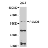 Western Blot - Anti-PSMD5 Antibody (A4056) - Antibodies.com