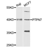 Western Blot - Anti-PTPN7 Antibody (A4062) - Antibodies.com