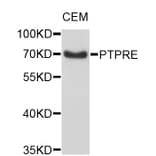 Western Blot - Anti-PTPRE Antibody (A4063) - Antibodies.com