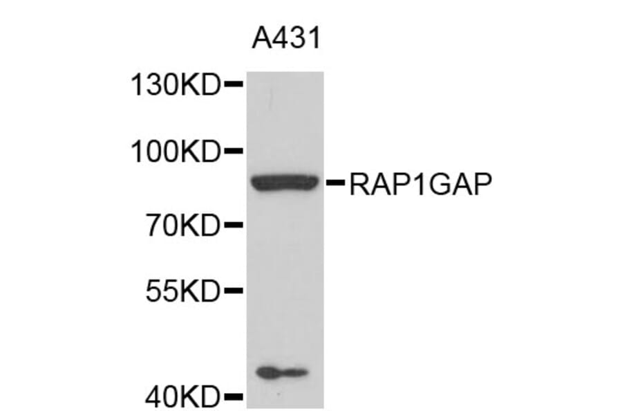 Western Blot - Anti-RAP1GAP Antibody (A4070) - Antibodies.com