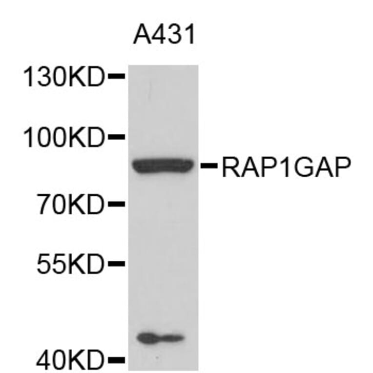 Western Blot - Anti-RAP1GAP Antibody (A4070) - Antibodies.com