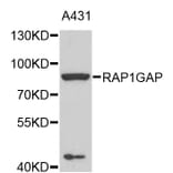 Western Blot - Anti-RAP1GAP Antibody (A4070) - Antibodies.com