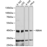 Western Blot - Anti-RBM4 Antibody (A4073) - Antibodies.com