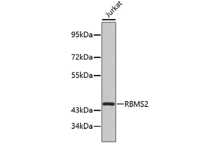 Western Blot - Anti-RBMS2 Antibody (A4074) - Antibodies.com