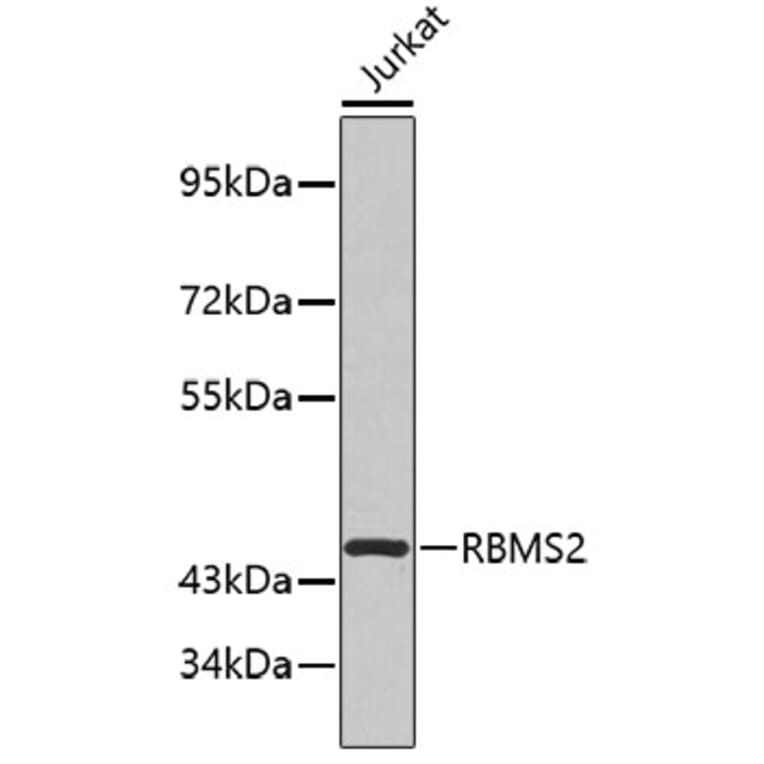 Western Blot - Anti-RBMS2 Antibody (A4074) - Antibodies.com
